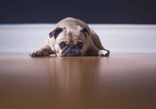 20x30x2 Filters for Pet Owners: Which Ones Trap Dander?